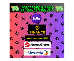 ZOOFILIA REAL PORNO ONLINE SEX CHICA ZOOFILIA PENETRADA POR PERRO